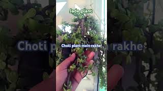 Jade plant growth tipsgarden jadeplantcaretipsplantsshortsfeedgardeningytsubyoutubeshorts [upl. by Kynan427]