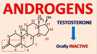 Androgens and androgenesis  Testosterone Nandrolone Mesterolone [upl. by Roeser445]