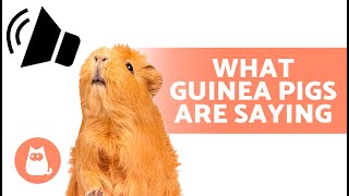 GUINEA PIG SOUNDS and Their MEANINGS 🐹 What Your Cavy Trying to Tell You [upl. by Satterlee]