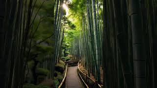 The Arashiyama Bamboo Grove in Kyoto is a mesmerizing pathway lined with towering bamboo stalks [upl. by Llenwad]