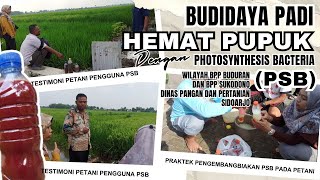 Budidaya Padi Hemat Pupuk dengan PSB  Photosynthesis bacteria  Pembuatan Bakteri Fotosintesis [upl. by Santa127]