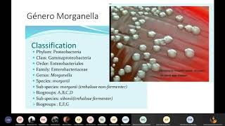 22 GENERO ENTEROBACTER MORGANELLA Y PROVIDENCIA MICRO TEORIA [upl. by Mot]