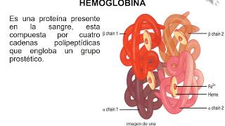 Hemoglobina parte 1 función tipos mioglobina diferencias [upl. by Silera127]