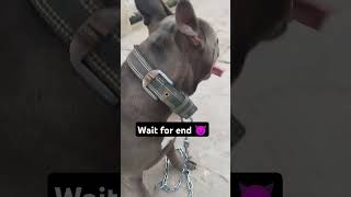 Aeshu American bully 😡😤👊Pitbull dog  dangerous dog dogbreed viralvideo pitbulldog labrador [upl. by Berglund347]