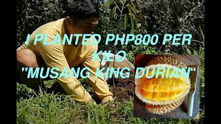 PLANTING quotMUSANG KINGquot DURIAN [upl. by Milburt]