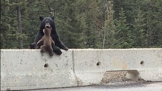 Mama Bear Saves Her Cub From The Highway [upl. by Laden]