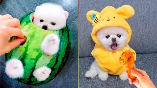 Cute Pomeranian Puppies Doing Funny Things 7  Cute and Funny Dogs  Mini Pom [upl. by Arodoeht]