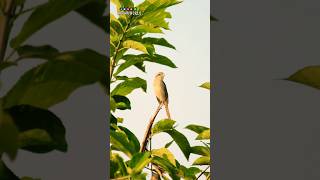 Isabelline Shrike🕊️📸।shorts youtubeshorts birds trending photography shortsfeed isaiahphoto [upl. by Lyrradal]