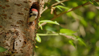 Young Great Spotted Woodpecker Dendrocopos major  Junger Buntspecht [upl. by Aryas]