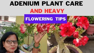 Adenium plant care and heavy flowering tips  desert rose more blooming  Lakhnavi Gardener [upl. by Nerrot]