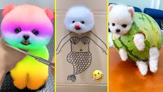 Cute Pomeranian Puppies Doing Funny Things 2024  Cute and Funny Dogs [upl. by Nayr]