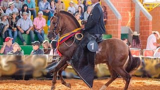 Cómo es el Adiestramiento del Caballo Criollo English Subtitles  TvAgro por Juan Gonzalo Angel [upl. by Yaja35]