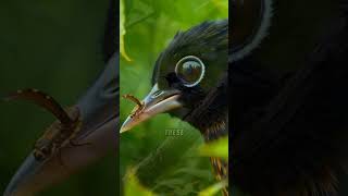 Amazing facts about the Eastern Whipbird birdlifeaustralia amazingfacts birdsofaustralia [upl. by Sulihpoeht]