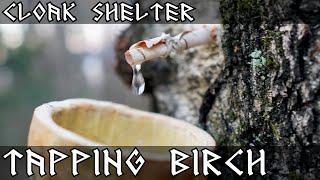 Tapping Birch  Viking Bushcraft  Cloak Shelter [upl. by Hebel]