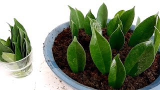 Ficus Retusa Propagation from Leaf Cuttings in Water and Soil [upl. by Leaj468]