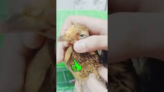 FOWL POX देसी इलाज Desi ilaj desifarm sonali farming trending newsort treatment [upl. by Pinckney264]