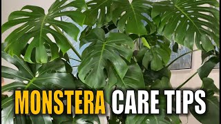 7 MONSTERA Plant Care Tips You Need to KNOW  Monstera Deliciousa [upl. by Kcyrred]