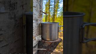 How To Get Birch Tree Sap A Refreshing Natural Drink survival bushcraft outdoors [upl. by Casteel]