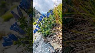 Hike in grandtetonnationalpark hiking wyoming explore mountains peaks outdoors adventure [upl. by Velick339]