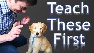 3 Easy Things to Teach your NEW PUPPY [upl. by Mistrot661]