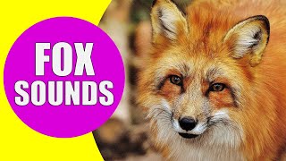 FOX SOUNDS  Real Sounds of Foxes Screaming Barking and Laughing [upl. by Eybbob201]