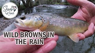 Wild Brown Trout in the Rain [upl. by Alleul]