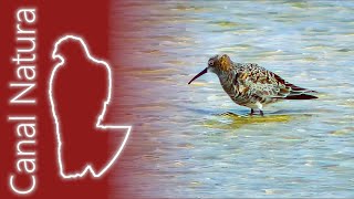 Correlimos zarapitín Calidris ferruginea Curlew Sandpiper [upl. by Vassaux]