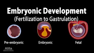 Embryology from Fertilization to Gastrulation Animation [upl. by Holton]