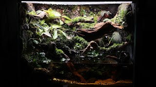 90 Reset of 5 Year Old Frog Paludarium 5년 된 개구리 팔루다리움 리셋 600450450 [upl. by Switzer41]