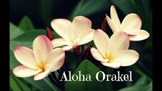 Aloha Orakel 🌺 [upl. by Kerwin869]