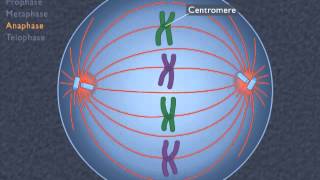 Animation How the Cell Cycle Works [upl. by Lewes456]