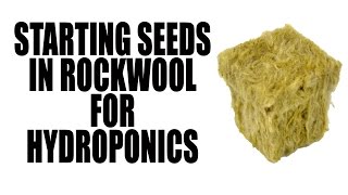 Planting Seeds in Rockwool for Hydroponic Growing [upl. by Madriene]