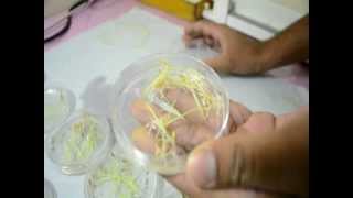 Salinity screening technique in Rice  Petri plate method [upl. by Nnyliram]