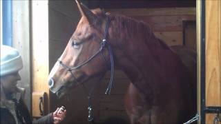 How to Use an Essential Oil with a Horse [upl. by Wilton]