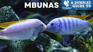 Dont Buy MBUNA CICHLIDS Without Watching This First [upl. by Hsevahb]