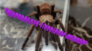 Chilobrachys fimbriatus the indian violet earth tiger rehouse and husbandry tips [upl. by Yessak691]