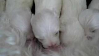 Maltese Bichon Puppies Nursing 2 Weeks Old [upl. by Yrekaz]