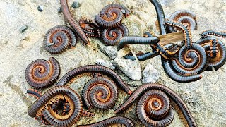 Catch and observe giant millipedes pill millipede and more insects  Nature insects [upl. by Enomrej]