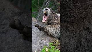 Hoary Marmot Yawns 3 times [upl. by Tammie]