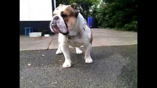 English Bulldog Guard dog [upl. by Jasmin102]