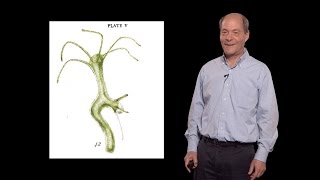 Thomas Kornberg UCSF 1 An introduction to paracrine signaling [upl. by Neumann125]