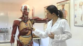 ART Anatomia e Fisiologia Humana  Sistemas Respiratório e Cardiovascular [upl. by Nevur]