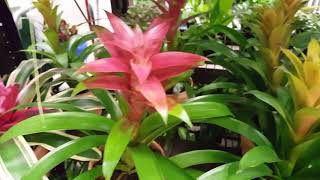 How to care for a Bromeliad Plant  Donna Joshi [upl. by Eineeuq]