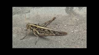 Amazing Grasshoppers In Asian Cambodia Bird And Animal Asian [upl. by Eentroc]