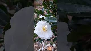 Camellia Autumn Moon Hybrid Camellia looks beautiful 🥰 [upl. by Ymaral]