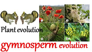 Plant evolution  gymnosperm evolution [upl. by Marketa]