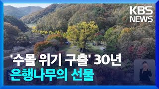 수몰 위기에서 구한 은행나무…자연유산 보존의 상징  KBS 20241106 [upl. by Naujat]