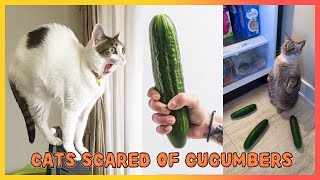 Cats Scared of Cucumbers 😾🥒 cat [upl. by Mitchell554]