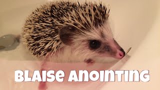 Blaise the Hedgehog Anointing [upl. by Leavy]