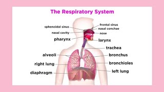 Note on Respiratory Systemrespiratorysystem nose diaphragm pharynx larynx trachea lungs [upl. by Marou346]